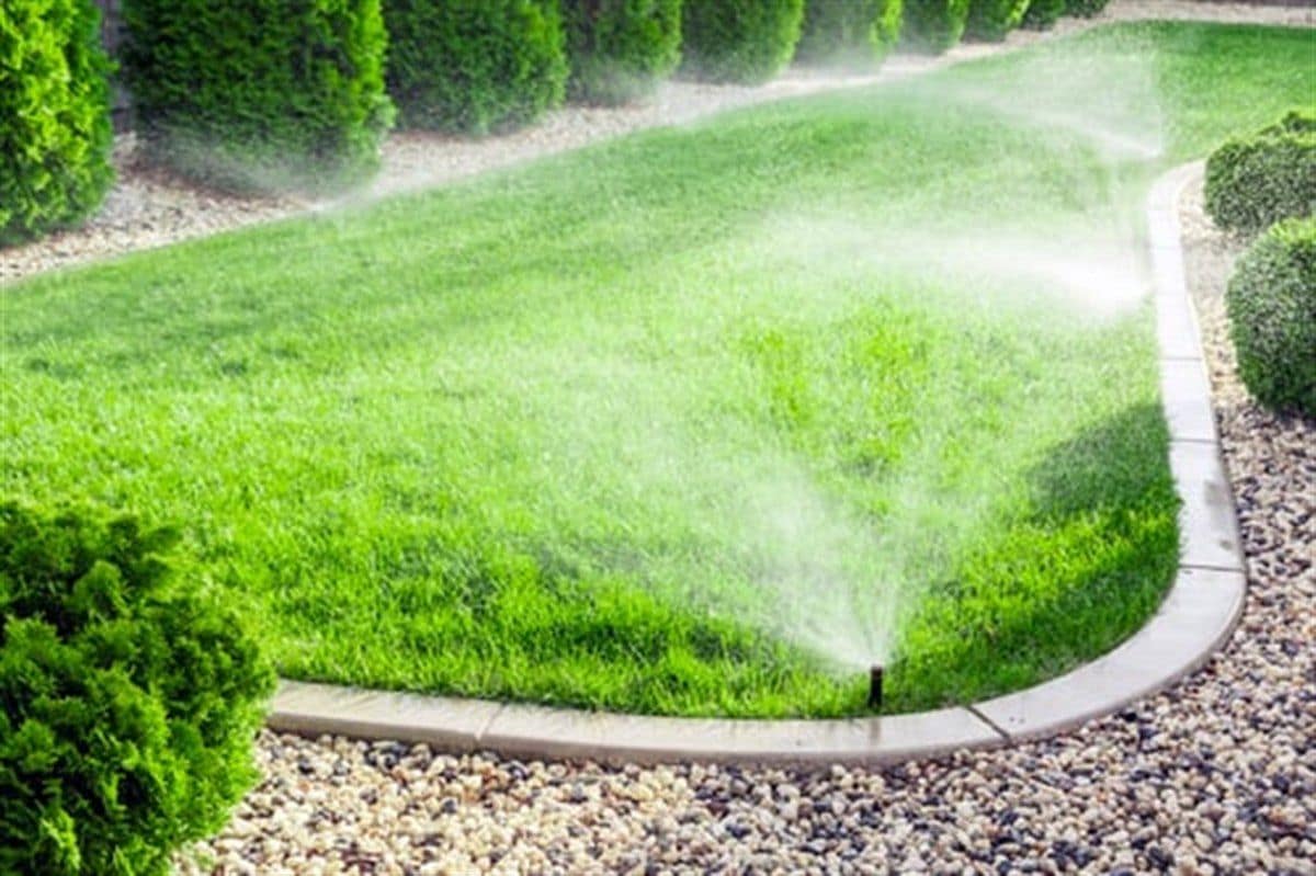 Pop-up sprinkler head watering a green lawn beside trimmed hedges