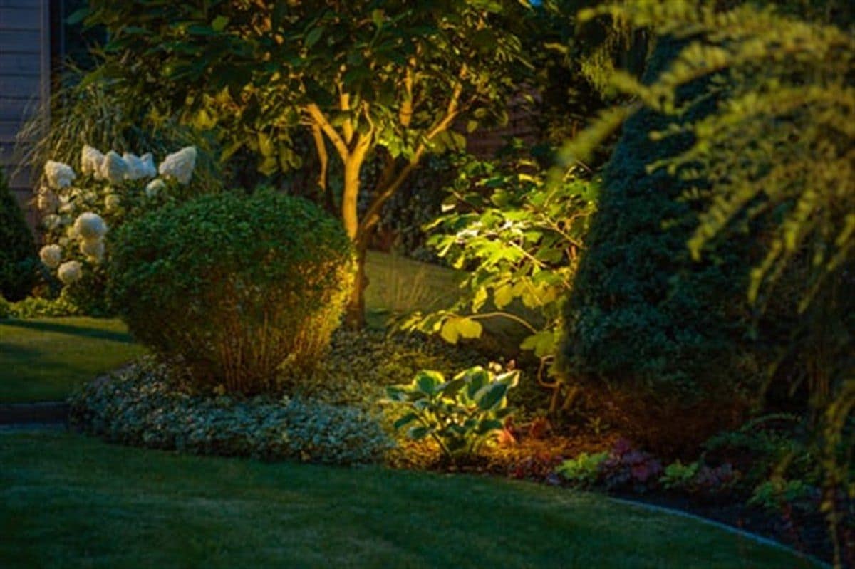 Landscape uplighting illuminating trees and shrubs in a garden at dusk